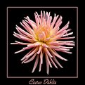 Picture Title - Cactus Dahlia