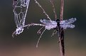 Picture Title - Dragonfly and Spider's Web