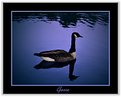 Picture Title - Goose