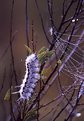 Picture Title - Tussock moth caterpillar