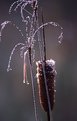 Picture Title - Cattail and reed