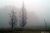 Pine in fog