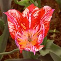 Picture Title - Experimental Tulip