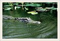 Picture Title - Aligator