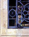 Picture Title - Pigeon in church window