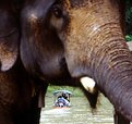 Picture Title - elephant and boat