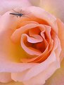 Picture Title - Rose with Blind Mosquito