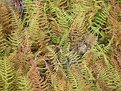 Picture Title - Fall Ferns