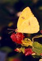 Picture Title - Sulphur Butterfly