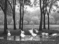 Picture Title - geese frolicking