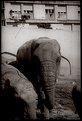 Picture Title - "all of a sudden I felt a longing for my elephants"