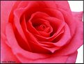 Picture Title - A rose