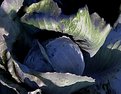 Picture Title - We call it blue cabbage