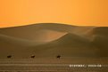 Picture Title - At The Edge Of The Sand Dune