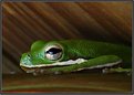 Picture Title - Green Frog