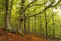 Picture Title - El Tiemblo, Spain