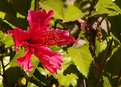 Picture Title - California Autumn Hibiscus...