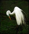 Picture Title - Great Egret