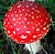 Mushroom (red and white) 2