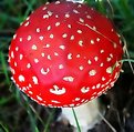 Picture Title - Mushroom (red and white) 2