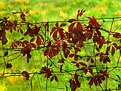 Picture Title - fall on a fence