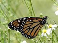 Picture Title - Butterfly Watercolor