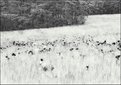 Picture Title - poppy field (infra red)