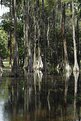 Picture Title - Lake Downey - Orlando