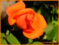 Picture Title - A Rose to Bordarose@