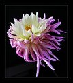 Picture Title - Dahlia one week later.