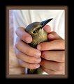 Picture Title - A bird in the hand..........