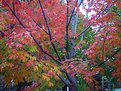 Picture Title - Toronto Fall Maple tree