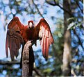 Picture Title - red macaw/arara vermelha