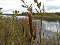 Picture Title - Cat Tails