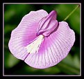 Picture Title - Purple Wild Flower