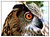 Gufo reale (Eagle owl)