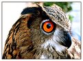 Picture Title - Gufo reale (Eagle owl)