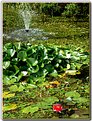 Picture Title - Peter's Garden