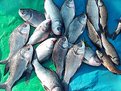 Picture Title - Smells.......fiSHy