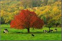 Picture Title - Autumn Meadow