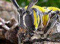 Picture Title - YELLOW-BACKED LONGHORN