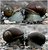 snails in love
