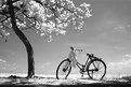 Picture Title - A Bike and A Tree