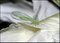 Picture Title - Lacewing