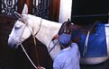 Picture Title - Greek man with horse