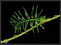 Picture Title - Cypress Vine