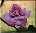 Picture Title - Pink Climber...