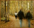 Picture Title - Jogging and walking in the wood
