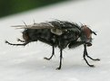 Picture Title - Mosca