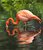 Chilean Flamingo